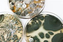 Mold samples in petri dishes